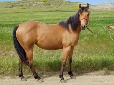 Z Deceased Foal